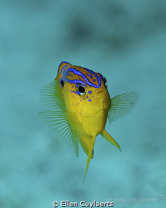 I AM LOVE

Juvenile Beaugregory (damsel) by Ellen Cuylaerts 
